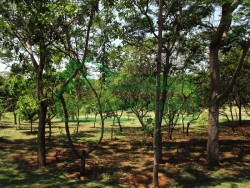 Terrenos e Chácaras-CONDOMÍNIO RESERVA DO ENGENHO-foto226121