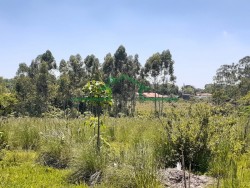 Terrenos e Chácaras-ÁREA CAMPESTRE-foto248991