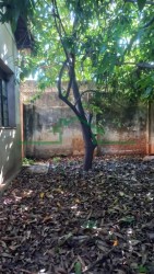 Terrenos e Chácaras-PAULISTA-foto255277