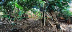 Terrenos e Chácaras-DOIS CÓRREGOS-foto274294