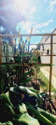 Terrenos e Chácaras-DOIS CÓRREGOS-foto274299